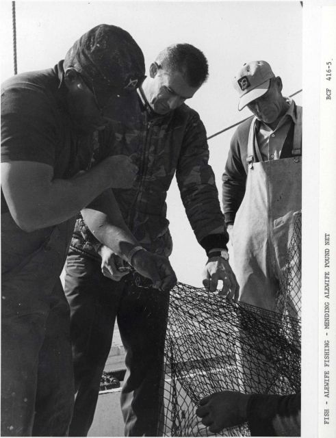 Alewife fishing - Mending alewife pound net Picture