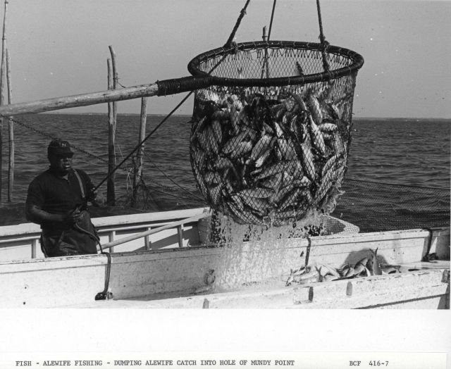 Alewife fishing - Dumping alewife catch into hold of F/V MUNDY POINT Picture