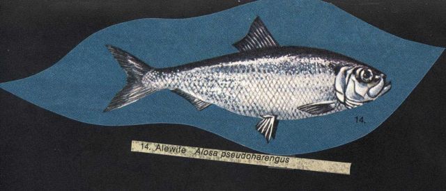 Alewife - Alosa pseudoharengus Picture