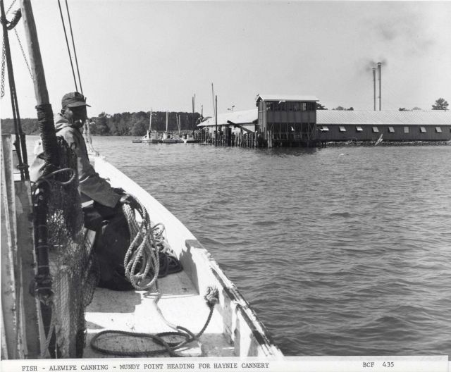 Alewife fishing - F/V MUNDY POINT heading for Haynie Cannery to offload alewives Picture