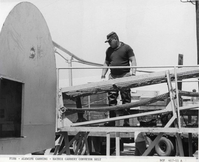 Alewife fishing - Monitoring conveyor belt at Haynie Cannery as alewife are unloaded Picture
