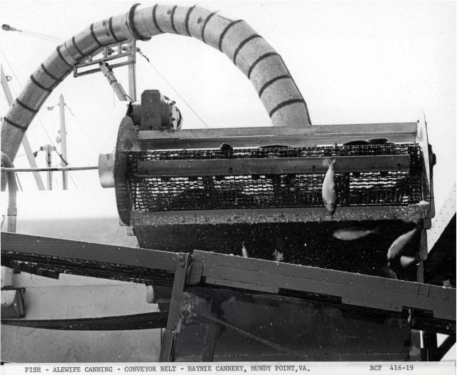 Alewife fishing - Part of the conveyor belt system at Haynie Point Cannery as alewife are transferred from fishing vessel to cannery Picture