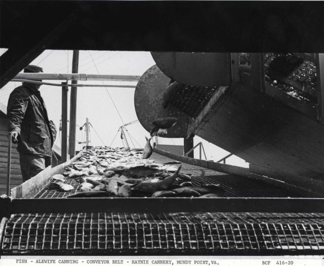 Alewife fishing - Part of the conveyor belt system at Haynie Point Cannery as alewife are transferred from fishing vessel to cannery Picture