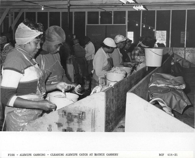 Alewife canning - Cleaning alewife catch at Haynie Cannery Picture