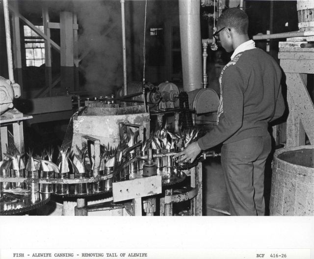 Alewife canning - Removing tail of alewife as part of canning process Picture