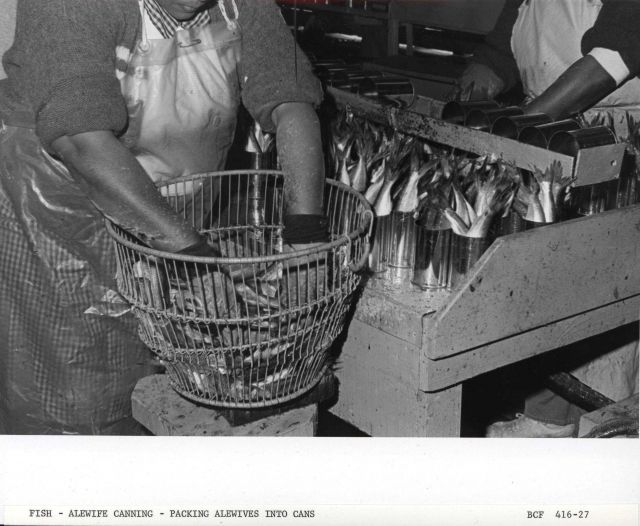 Alewife canning - Manually packing alewives into cans Picture