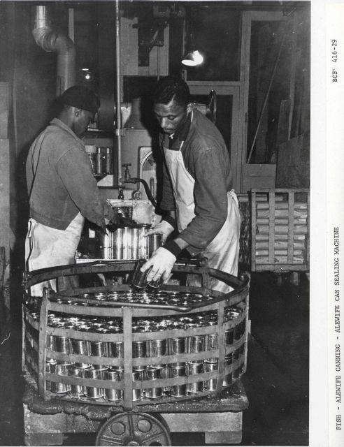 Alewife canning - Alewife can sealing machine Picture
