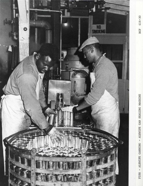 Alewife canning - Alewife can sealing machine Picture