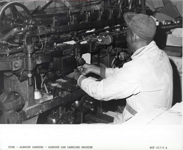 Alewife canning - Alewife can labeling machine Picture
