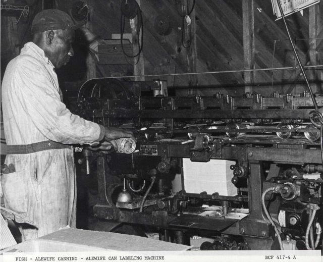 Alewife canning - Alewife can labeling machine Picture