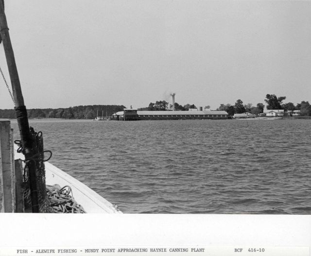 Alewife fishing - The F/V MUNDY POINT approaching the Haynie Canning Plant Picture
