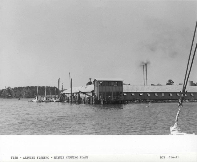 Alewife fishing - The Haynie Canning Plant Picture