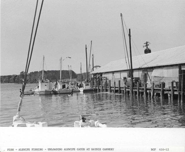 Alewife fishing - Unloading alewife catch at Haynie Cannery Picture