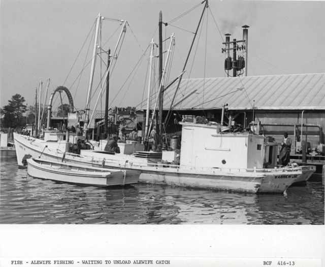 Alewife fishing - Fishing vessels waiting to unload alewife catch at Haynie Cannery Picture