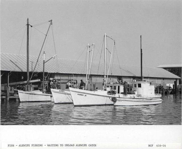 Alewife fishing - Fishing vessels waiting to unload alewife catch at Haynie Cannery Picture