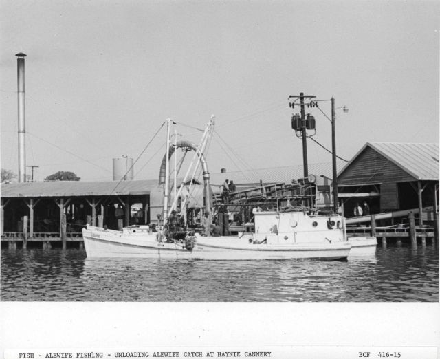 Alewife fishing - Fishing vessels waiting to unload alewife catch at Haynie Cannery Picture