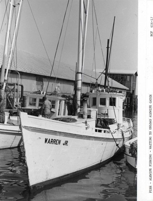 Alewife fishing - The F/V WARREN JR Picture