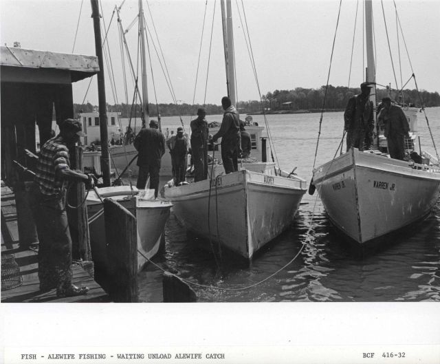 Alewife fishing - Fishing vessels waiting to unload alewife catch at Haynie Cannery Picture