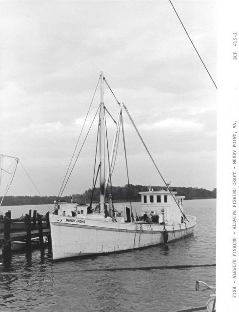 Alewife fishing - The alewife fishing craft MUNDY POINT at Mundy Point Picture