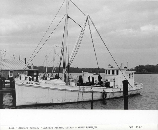 Alewife fishing - The alewife fishing craft MUNDY POINT at Mundy Point Picture