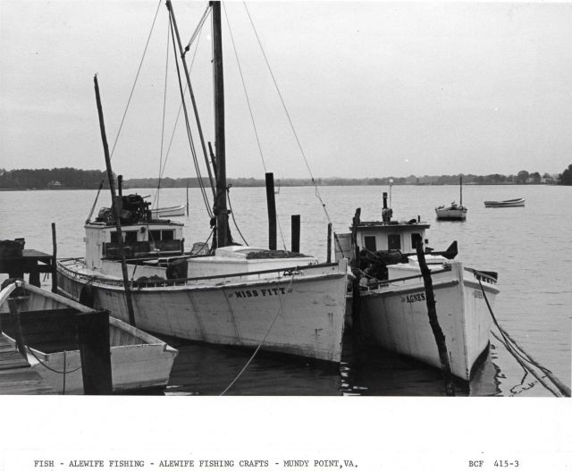Alewife fishing - The alewife fishing crafts MISS FITT and AGNES M. Picture