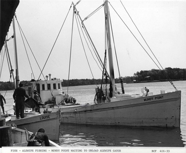 Alewife fishing - The alewife fishing craft MUNDY POINT waiting to unload alewife catch at Haynie Cannery Picture