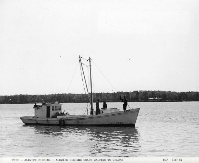 Alewife fishing - The alewife fishing craft AUDREY waiting to unload alewife catch at Haynie Cannery Picture
