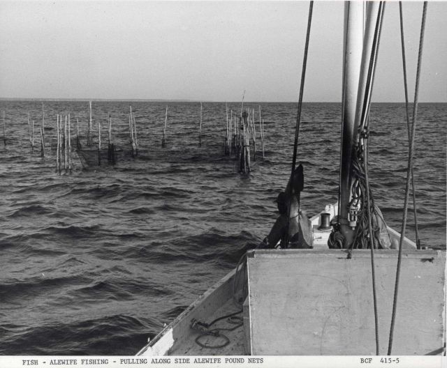 Fishing craft MUNDY POINT pulling alongside alewife pound nets in the Potomac River. Picture