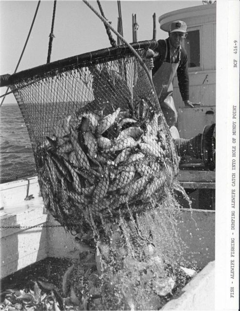 Dumping alewife catch into hold of F/V MUNDY POINT Picture