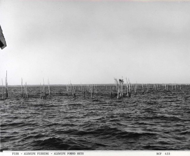 Alewife pound nets in the Potomac River Picture