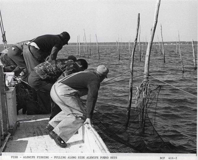 The F/V MUNDY POINT pulling alongside alewife pound net Picture