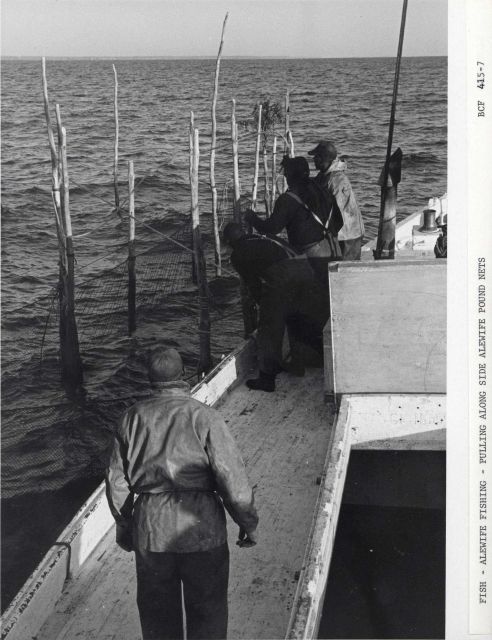 The F/V MUNDY POINT pulling alongside alewife pound net Picture