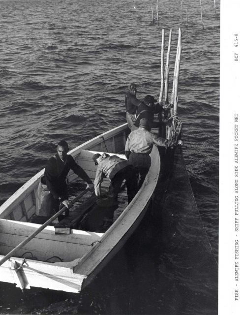 Skifff off F/V MUNDY POINT pulling alongside alewife pocket net in preparation for harvesting enclosed alewives Picture