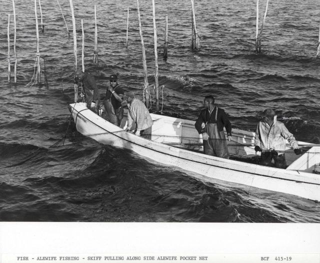 Skiff off F/V MUNDY POINT pulling alongside alewife pocket net Picture