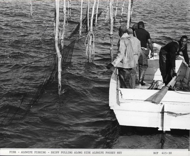 Skiff off F/V MUNDY POINT pulling alongside alewife pocket net Picture