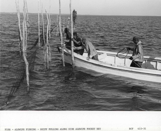 Skiff off F/V MUNDY POINT pulling alongside alewife pocket net Picture