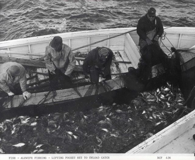 Alewife fishing - Lifting pocket net to unload alewife catch on F/V MUNDY POINT Picture