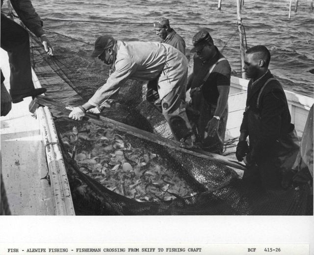 Alewife fishing - Fisherman crossing from skiff onto F/V MUNDY POINT after closing pound net Picture