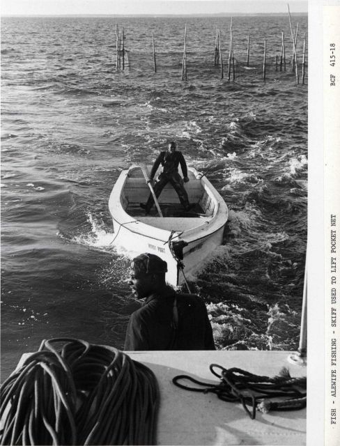 Alewife fishing - Skiff used to lift pocket net. Picture