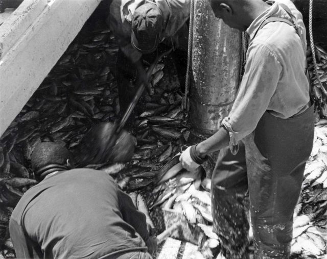 Alewife fishing - Air suction hose offloading alewife catch from F/V MUNDY POINT onto conveyor belt at Haynie Cannery. Picture
