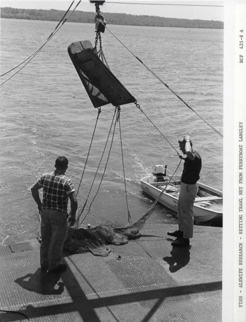 Alewife research - Setting trawl net from Virginia Institute of Marine Science ferry boat LANGLEY. Picture