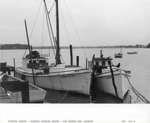 Alewife fishing craft MISS FITTS and AGNES M . Picture