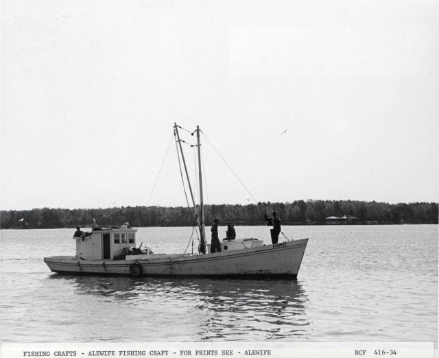 Alewife fishing craft AUDREY Picture