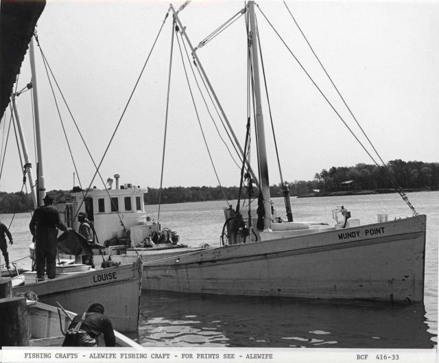Alewife fishing craft MUNDY POINT Picture