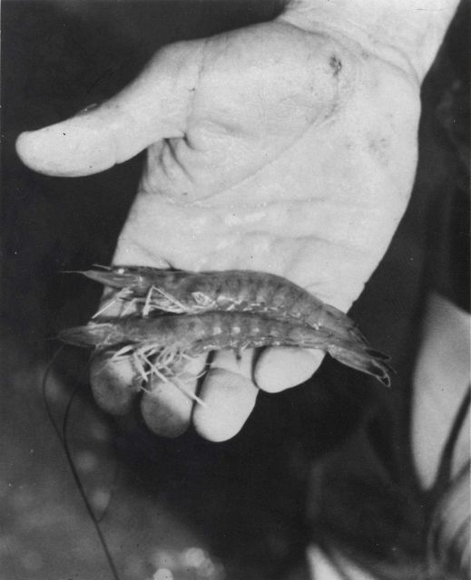 Shrimp weighing 13.5 (about 30 per pound) grams were harvested from Texas A & M Sea Grant Mariculture Program ponds in October 1972. Picture