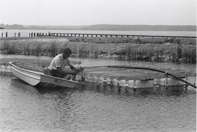 Checking strings of oyster shells at aquaculture facility. Picture