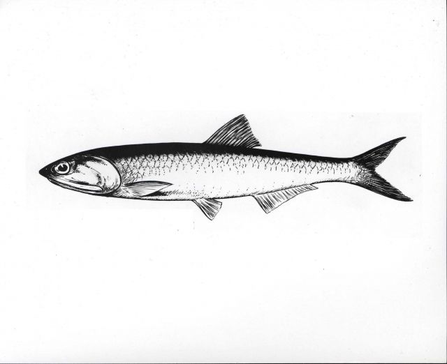 Drawing of northern anchovy Picture