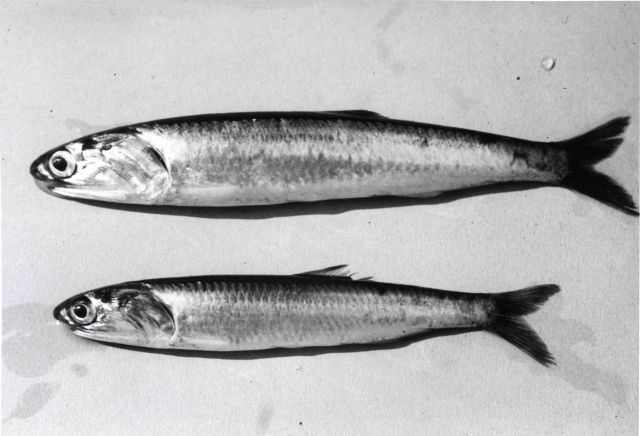 Northern anchovy (Engraulis mordax) - Pacific Ocean. Picture