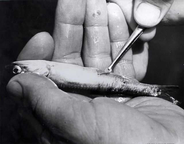 A monel tag is being inserted into the abdominal cavity of a tranquilized northern anchovy Picture