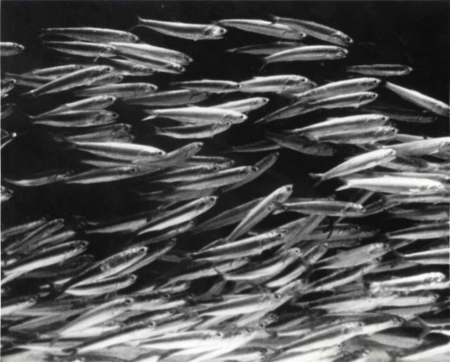 A school of Northern Anchovy, a commercial fishery. Picture